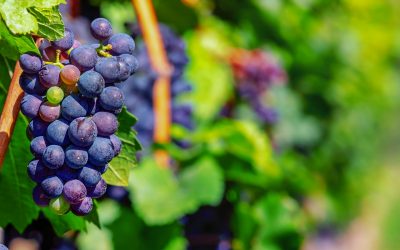 uvas (8)